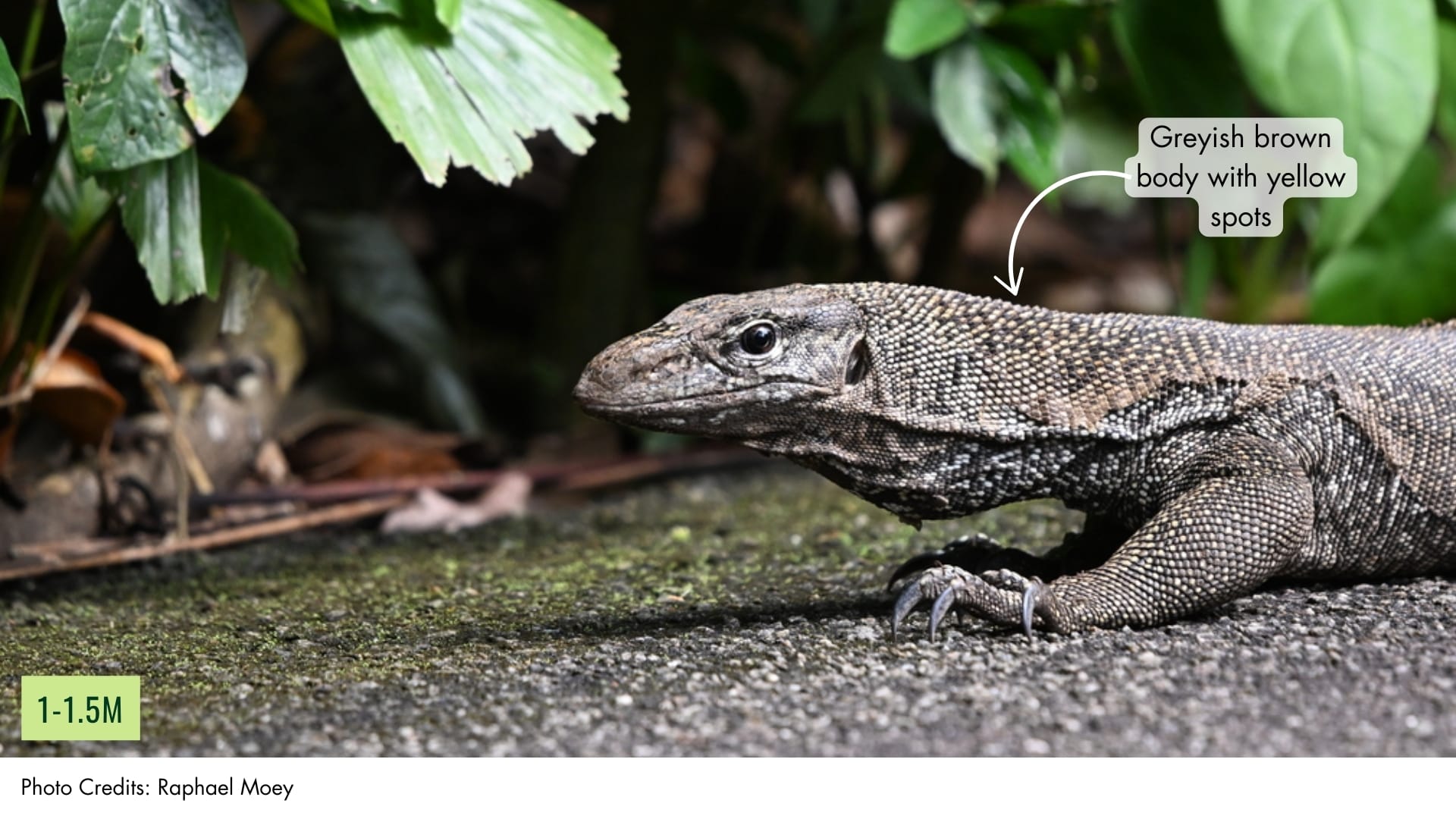 Clouded Monitor